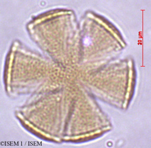 ISEM 1/Solenostemon_scutellarioides_29390/Solenostemon_scutellarioides_29390_0001(copy)_thumb.jpg
